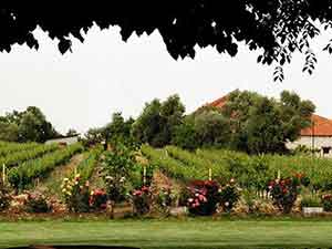 Wine Tasting vineyard & Valley