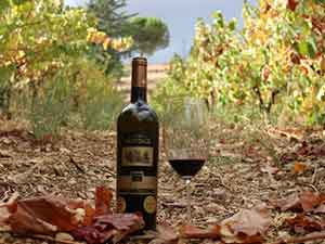 Wine Tasting vineyard & Valley